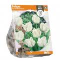 Baltus Tulipa Parrot White Parrot tulpen bloembollen per 5 stuks